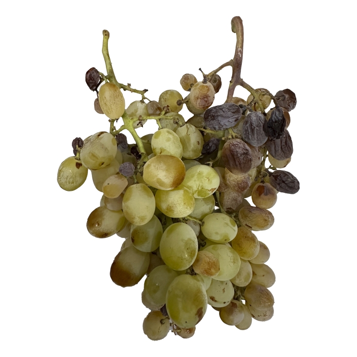 UVA MANILVA MOSCATEL